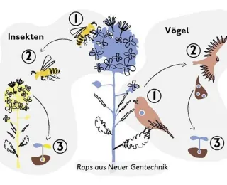 Graphische Darstellung möglicher Ausbreitungswege von Pflanzen aus Neuer Gentechnik (NGT) am Beispiel von NGT-Raps