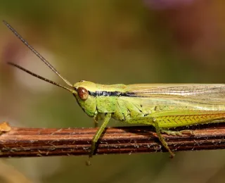 Die Abbildung zeigt eine Großaufnahme einer männlichen Lauchschrecke