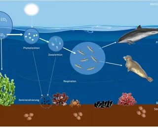 Die Abbildung zeigt, wie das im Meerwasser aufgenommene CO2 von Pflanzen für die Photosynthese aufgenommen wird und über die Nahrungskette wandert. Ein kleiner Teil des von Organismen aufgenommenen CO2 wird im Meeresboden langfristig gespeichert.