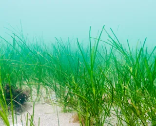 Sandboden, der dicht bewachsen mit Seegras ist.