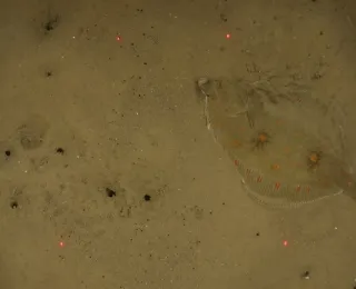 Brauner, sehr feinkörniger Schlickboden mit Plattfisch und Einsturztrichtern von grabenden Bodentieren