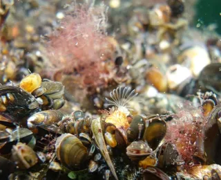 Dicht gepackte Miesmuschelbestände, auf denen Seepocken, Rotalgen und andere Meeresorganismen wachsen.