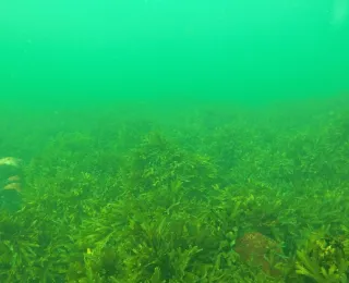 Blocksteine sind dicht mit Sägetang bewachsen.