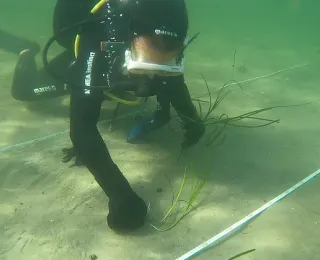 Ein Taucher pflanzt Seegraspflanzen auf Sandboden an.
