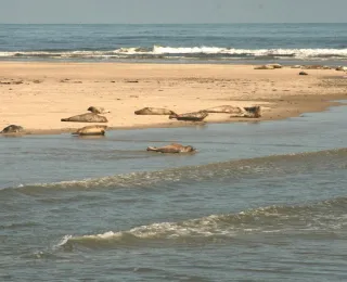 Seehunde liegen auf einer Sandbank