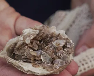 Junge Austern werden gemeinsam mit leeren Schalen für die Wiederansiedlungsvorhaben vorbereitet