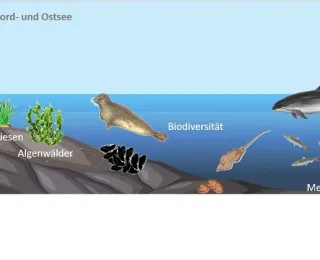 Die Abbildung zeigt, welche Ökosysteme im Meer zur langfristigen Kohlenstoffspeicherung (Blue Carbon) beitragen.