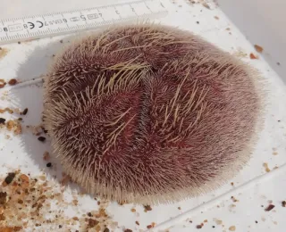 Seeigel in einer weißen Box