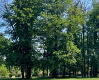Parklandschaft mit großen Bäumen