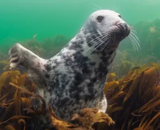 Eine Kegelrobbe schwimmt unter Wasser zwischen Algen
