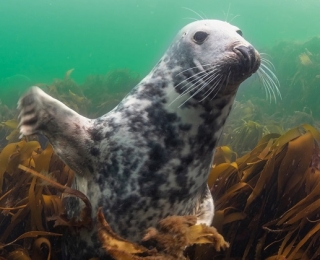 Eine Kegelrobbe schwimmt unter Wasser zwischen Algen