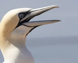 Kopf eines Basstölpels mit geöffnetem Schnabel