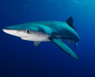 schwimmender Blauhai