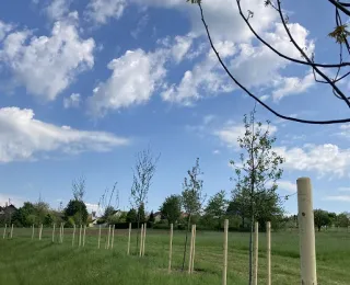 Grüne Landschaft mit eingepflanzten Bäumen
