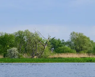 Uferbereich im Oderdelta
