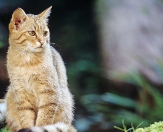 Eine Wildkatze sitzt auf einem Baumstamm in der Natur