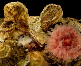 Auf dem Foto sieht man einen Ausschnitt eines Austernriffs vor schwarzem Hintergrund. Die Austernschalen überlagern sich. Weitere riffbewohnende marine Arten sind auf und zwischen den Austern zu finden, ein Schlangenstern, eine Seeanemone und eine Seenelke.