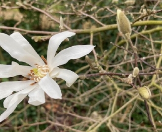 Weiße, blühende Magnolie an einem Ast mit Knospen im Freizeitpark Rheinaue in Bonn.