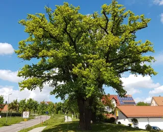 Baum in der Mitte, im Hintergrund Häuser und eine Straße