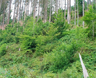 Waldsteilhang 