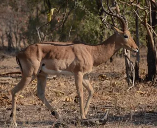 Das Foto zeigt eine Schwarzfersenantilope (Impala), die zwischen Bäumen und Büschen steht