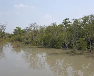 Mangrove forests in the Sundarbans region during high tide.