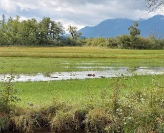 Nasses Moorgrünland mit Altgrasstreifen im Murnauer Moos