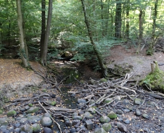 Das Foto zeigt einen Laubmischwald im hügeligen Gelände, das von einen Fleißgewässer mit geringem Wasserstand und dadurch sichtbarer natürlicher Steinsohle durchzogen wird.