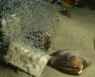 Mehrere Islandmuscheln Arctica islandica in einem experimentellen Versuchsaufbau in einem Aquarium. Teilweise oben auf dem Sand liegend, teilweise eingegraben.