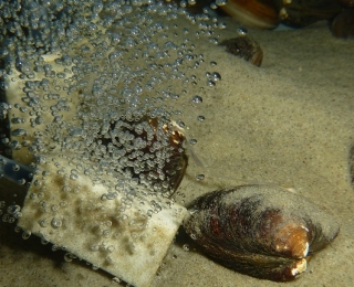 Mehrere Islandmuscheln Arctica islandica in einem experimentellen Versuchsaufbau in einem Aquarium. Teilweise oben auf dem Sand liegend, teilweise eingegraben.
