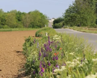 Blütenreicher Feldrain