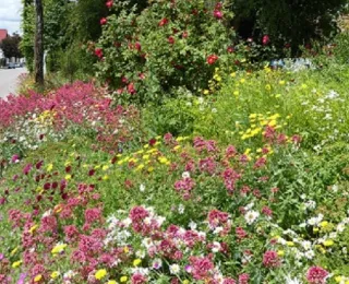 Blumen an einer Straße, im Hintergrund Häuser