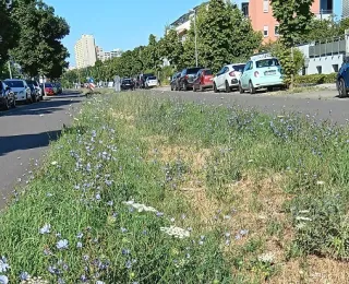 Wiese zwischen zwei Straßen, im Hintergrund Häuser und Autos