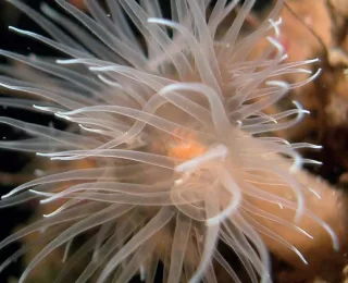 Nahaufnahme einer Witwenrose mit langen, dünnen, durchscheinenden Tentakeln