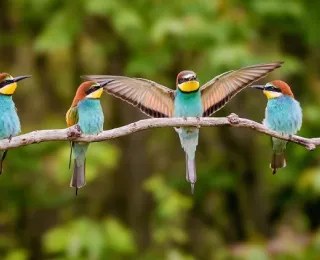 Mehrere Bienenfresser auf einem Ast