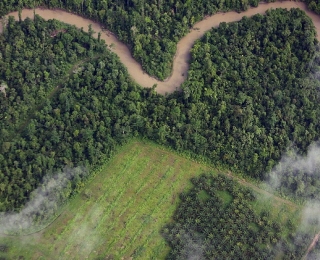 Die Abbildung zeigt einen tropischen Regenwald mit Flusslandschaft und einer Palmölplantage, für die der tropische Regenwald abgeholzt wurde