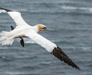 Basstölpel (Morus bassanus) fliegt über das Meer