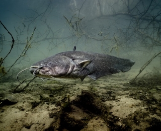 Europäischer Wels unter Wasser