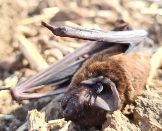 Tote Fledermaus liegt auf einem Feld