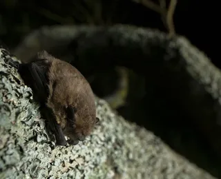 Rauhautfledermaus sitzt auf der Rinde eines Baumes