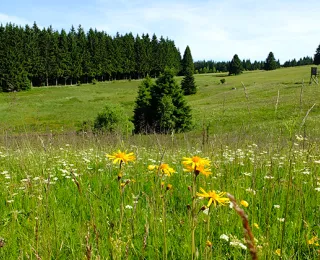 Bergwiese in Thüringen mit Arnika im Vordergrund