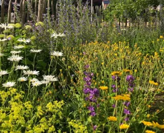 Bunt blühendes Staudenbeet mit weißen, gelben, lila und violetten Blüten vor einem Holzzaun und Häusern im Hintergrund.