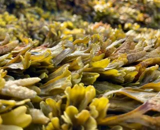 Nahaufnahme von braun-grünen Braunalgen mit breiten, flachen Blättern am felsigen Meeresufer.