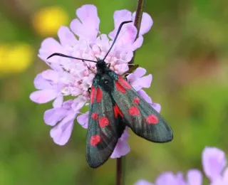 Großes Fünffleck-Widderchen Zygaena lonicerae sitzt auf einer lila Blume