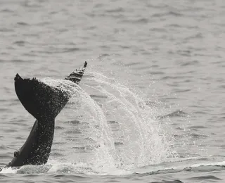 Flosse eines ins Wasser abtauchenden Wals