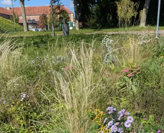 Staudenbeet am Wegrand