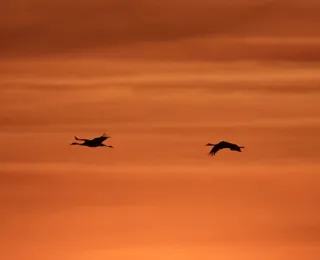 Vier Kraniche fliegen im Sonnenuntergang