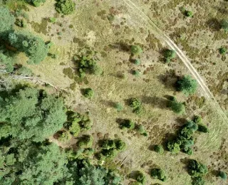 RGB-UAVbild der Ueckermuender Heide in MV mit Bodenauflösung 5 cm