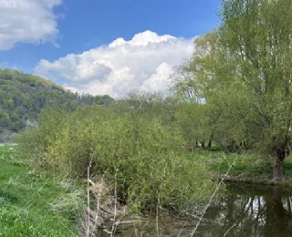 Flussufer mit Uferteich