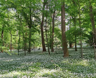 Laubwald im Frühling mit Bärlauchbewuchs am Boden